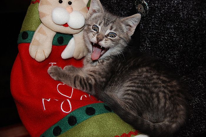 Kittens Yawning (20 pics)