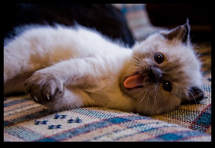 Kittens Yawning (20 pics)