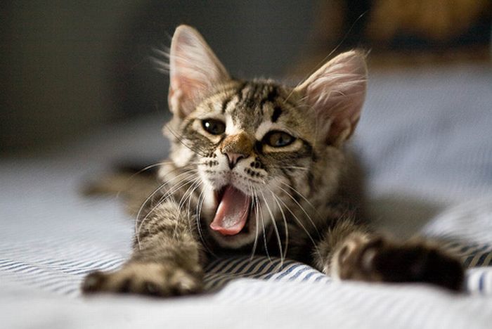 Kittens Yawning (20 pics)