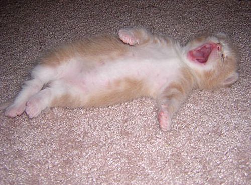 Kittens Yawning (20 pics)