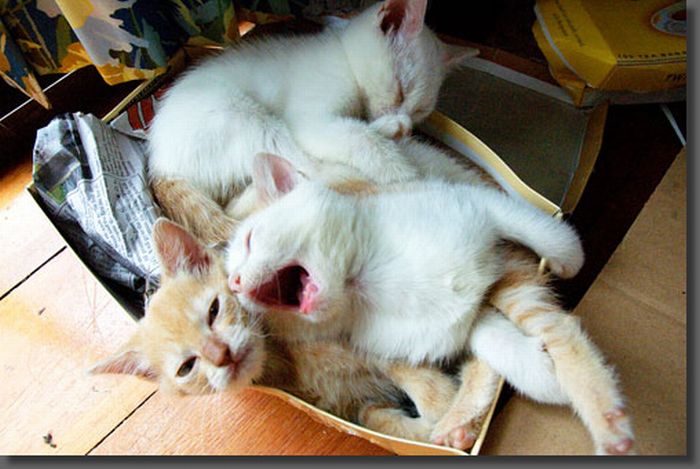 Kittens Yawning (20 pics)