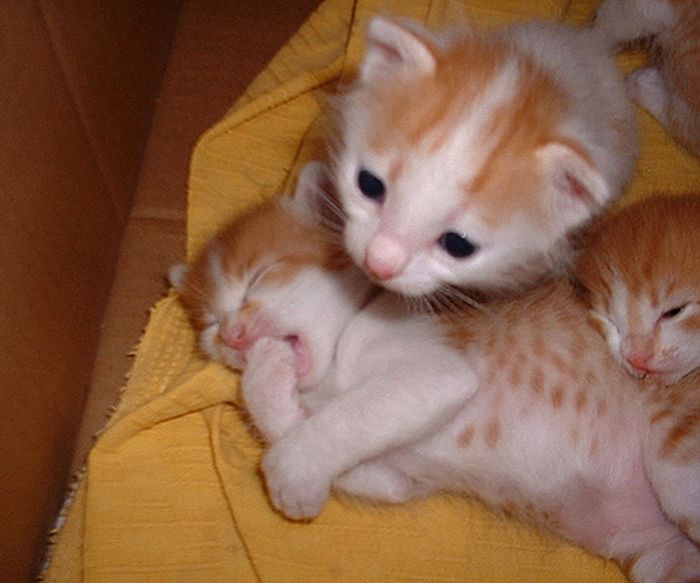 Kittens Yawning (20 pics)