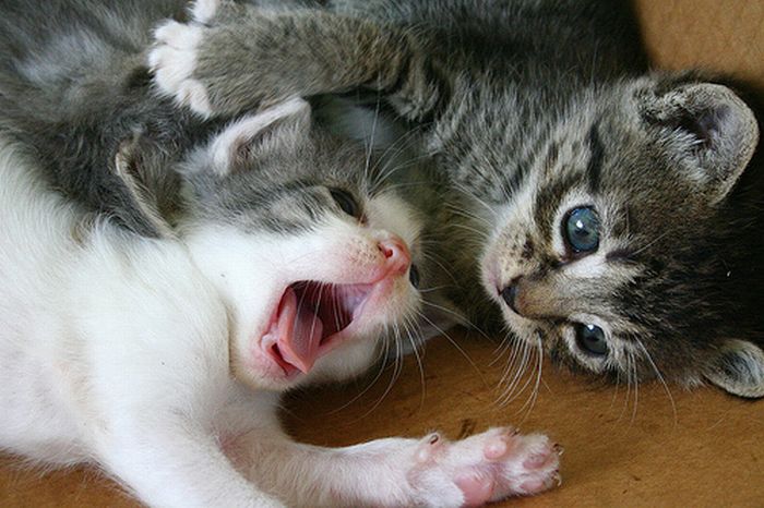 Kittens Yawning (20 pics)