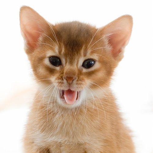 Kittens Yawning (20 pics)