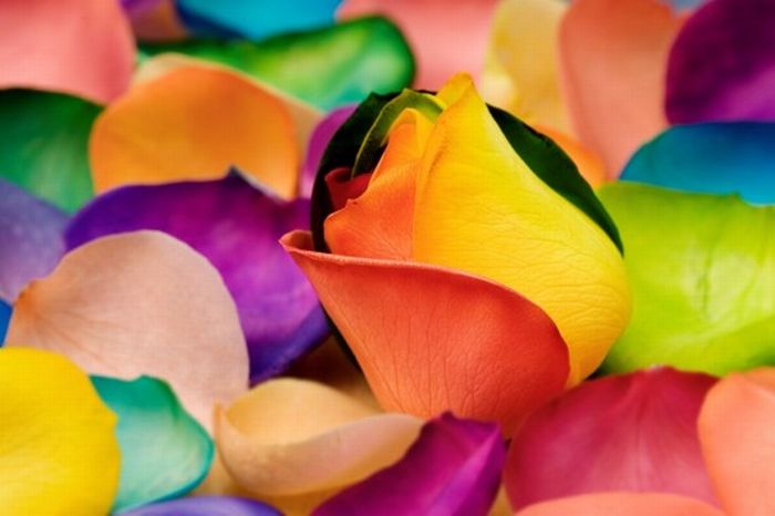 Colorful Flowers (20 pics)