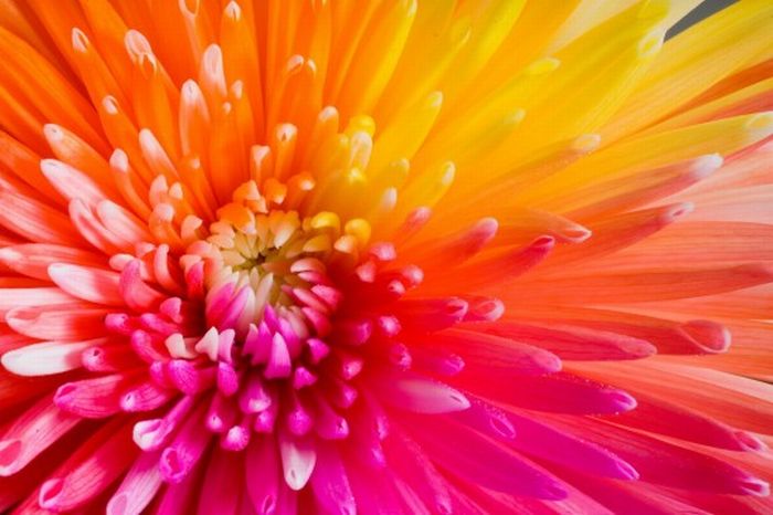 Colorful Flowers (20 pics)