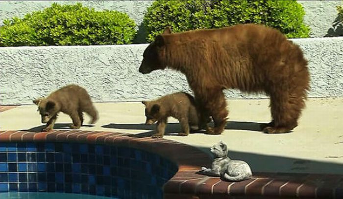 When Bears Come for a Visit (11 pics)