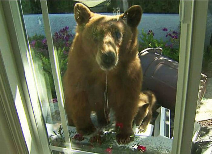 When Bears Come for a Visit (11 pics)