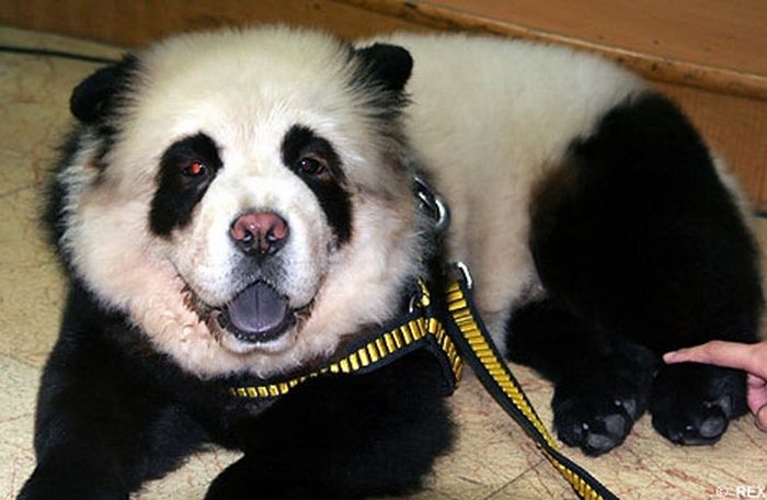 Panda Dogs and Tiger Dogs are Popular in China (10 pics)