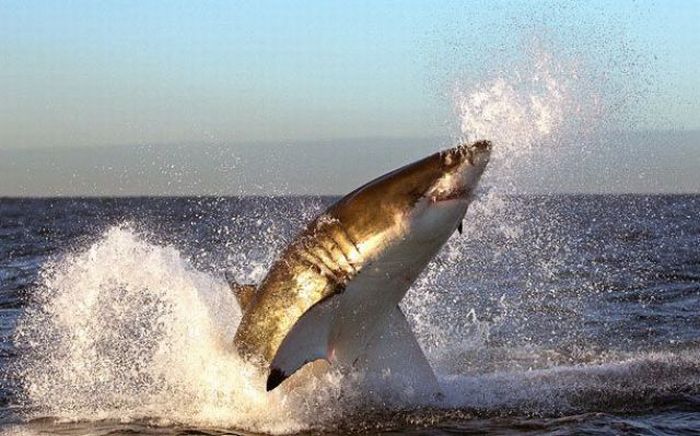 White Sharks Hunting (9 pics)