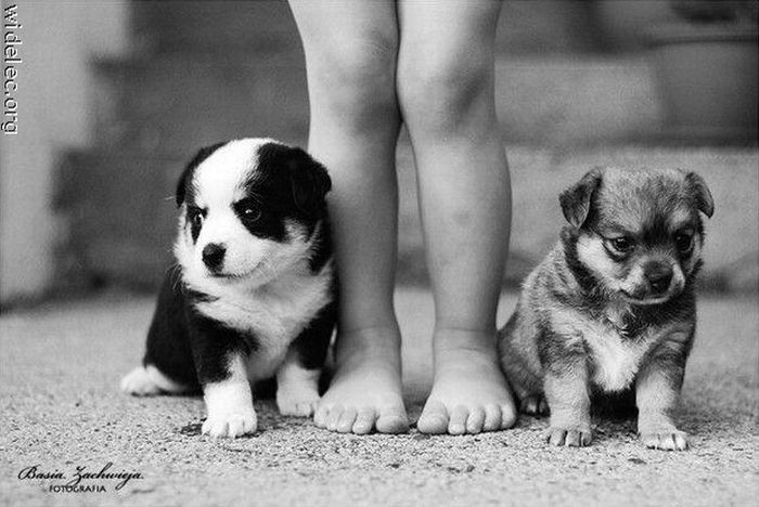 Cute Puppies (110 pics)
