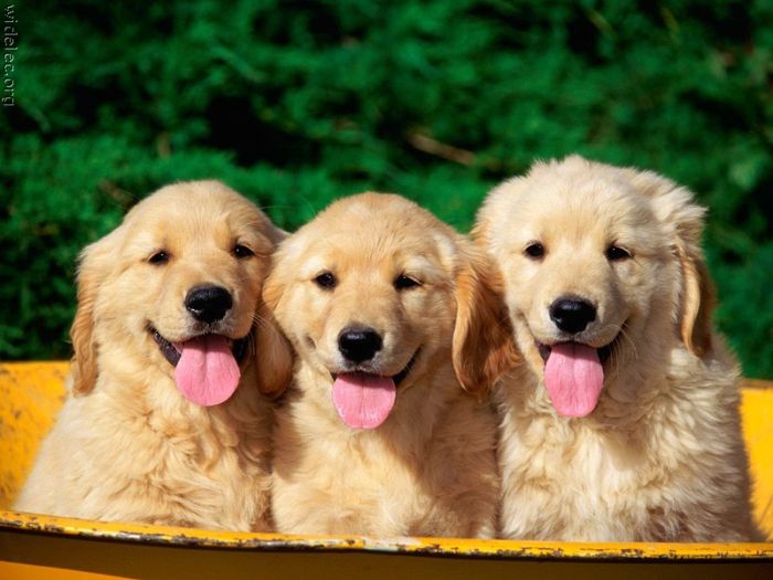 Cute Puppies (110 pics)