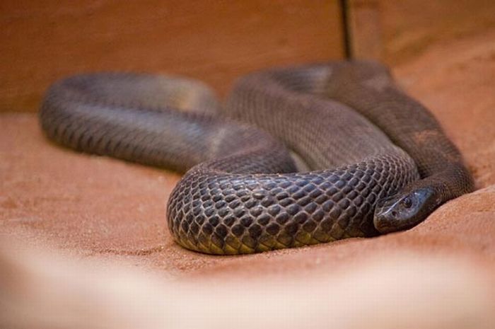 World's Deadliest Snakes (32 pics)