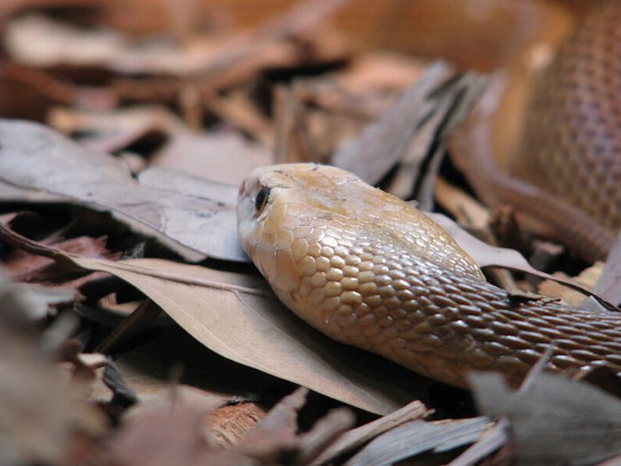 World's Deadliest Snakes (32 pics)