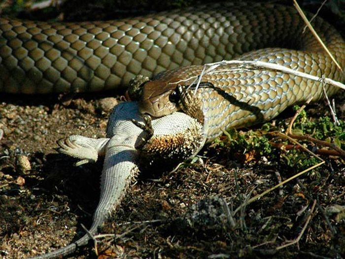 World's Deadliest Snakes (32 pics)