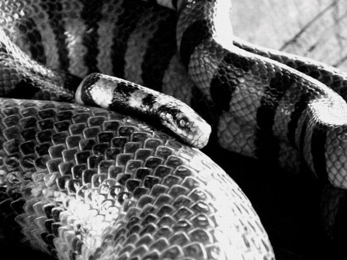 Змейка 9. Какая способность у змеи Крайт. Danger Snake. Крайт логотип. Внутренний Тайпан змея фото.