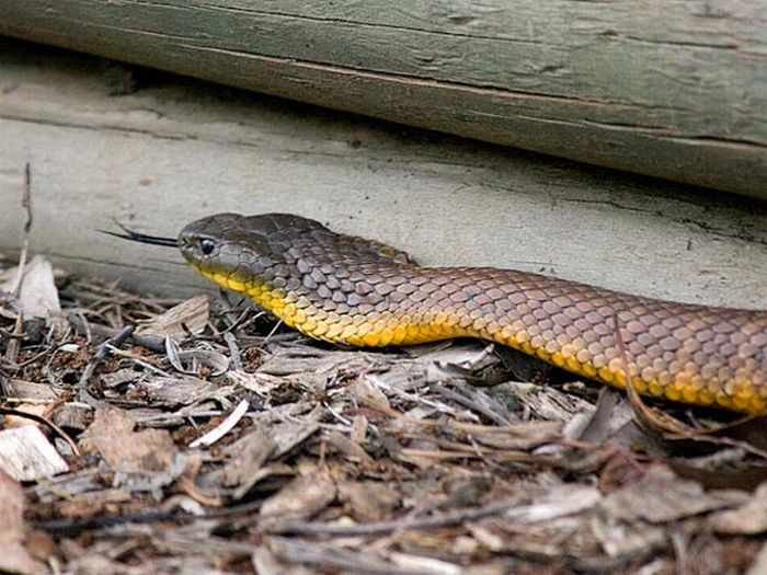 World's Deadliest Snakes (32 pics)