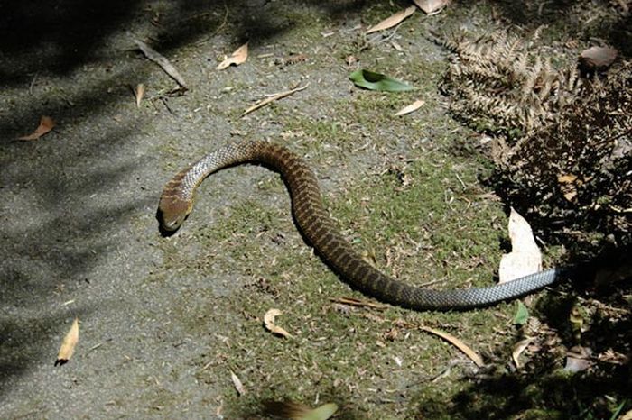 World's Deadliest Snakes (32 pics)