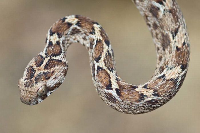 World's Deadliest Snakes (32 pics)