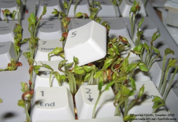 Cress in Keyboard. How To (8 pics)