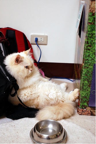 Cute and Funny Himalayan Cat (13 pics)