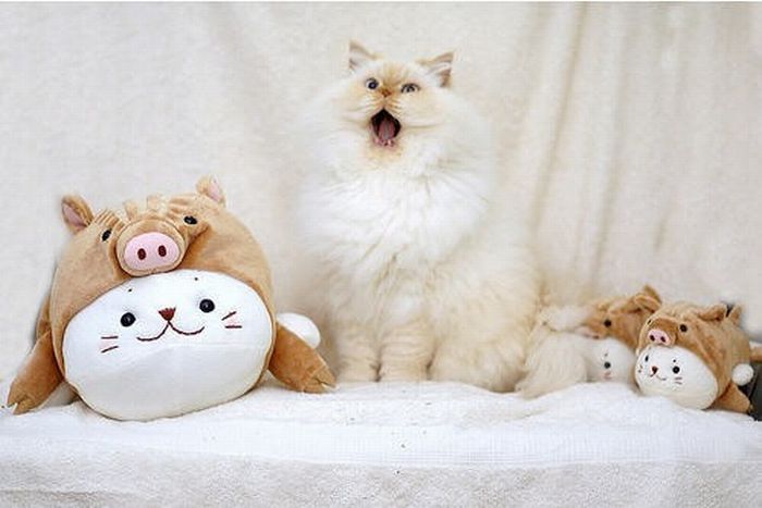 Cute and Funny Himalayan Cat (13 pics)