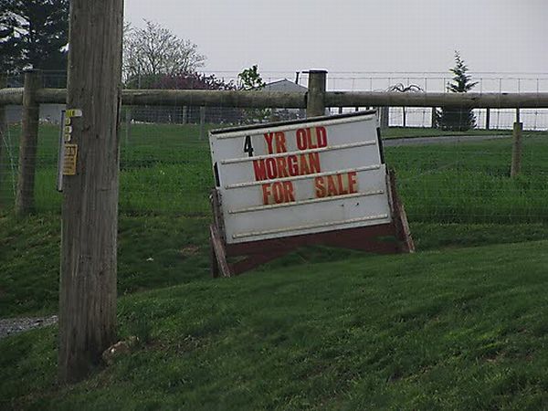 Funny For Sale Signs (23 pics)