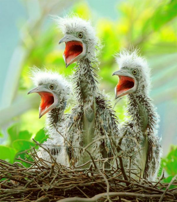 Beautiful Bird Photos by John & Fish (40 pics)