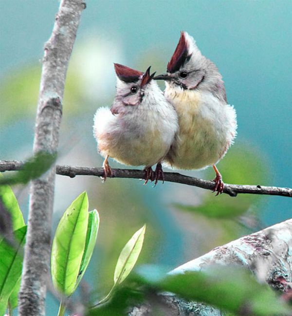 Beautiful Bird Photos by John & Fish (40 pics)
