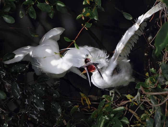 Beautiful Bird Photos by John & Fish (40 pics)