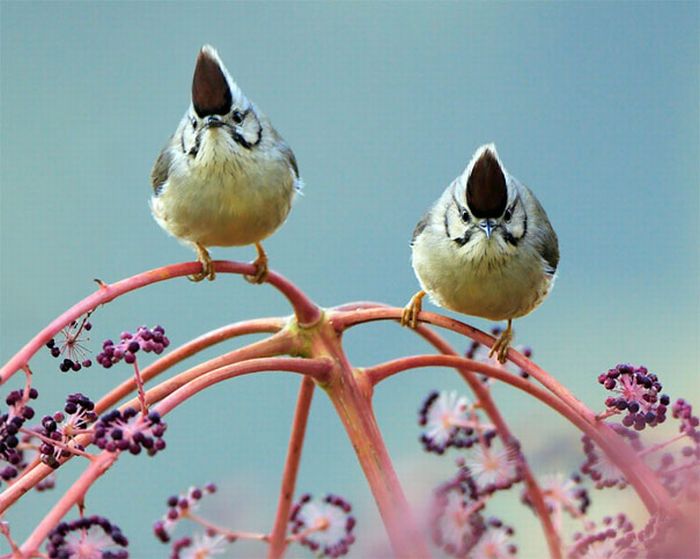 Beautiful Bird Photos by John & Fish (40 pics)