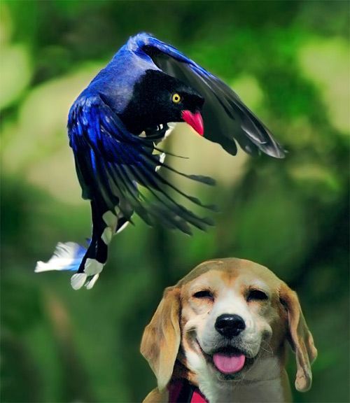 Beautiful Bird Photos by John & Fish (40 pics)