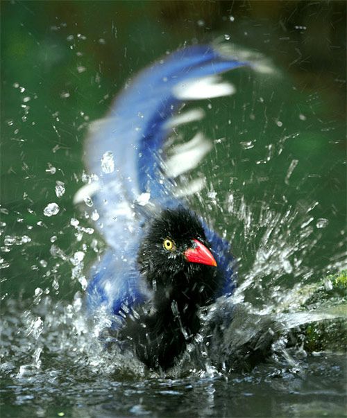 Beautiful Bird Photos by John & Fish (40 pics)