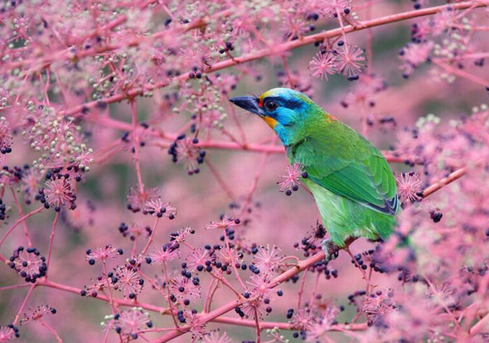 Beautiful Bird Photos by John & Fish (40 pics)