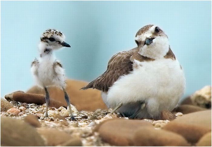 Beautiful Bird Photos by John & Fish (40 pics)