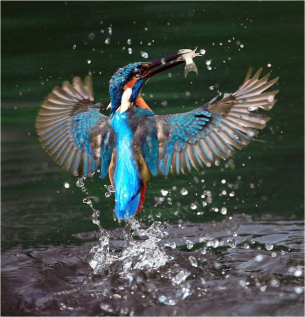 Beautiful Bird Photos by John & Fish (40 pics)