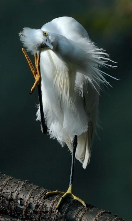 Beautiful Bird Photos by John & Fish (40 pics)