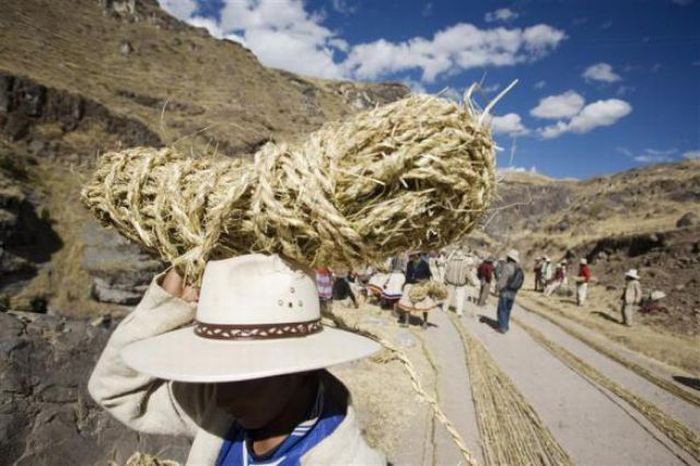 Hanging Qeswachaka Bridge in Peru Made Out of Grass (15 pics)