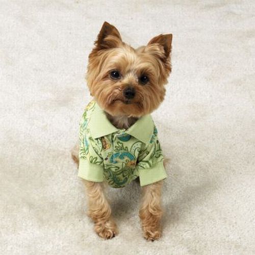 Dogs in Hawaiian Shirts (23 pics)
