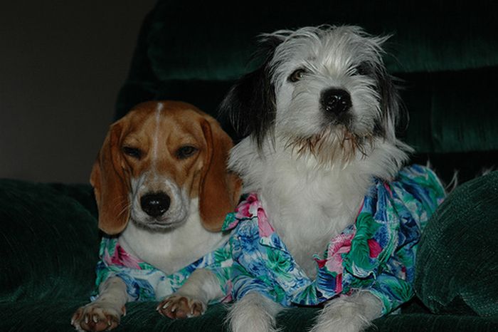 Dogs in Hawaiian Shirts (23 pics)