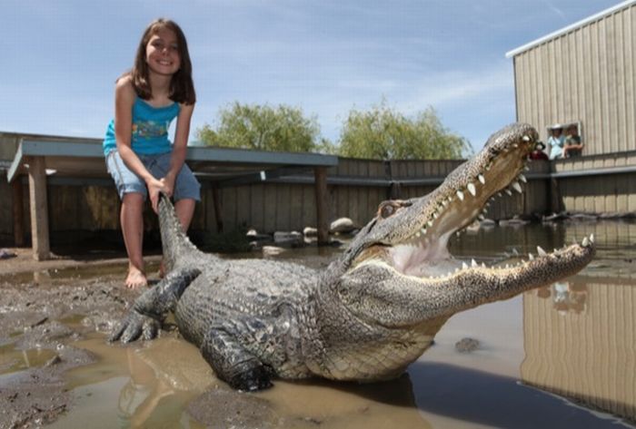 A 9-year-old Alligator Wrestler (7 pics)