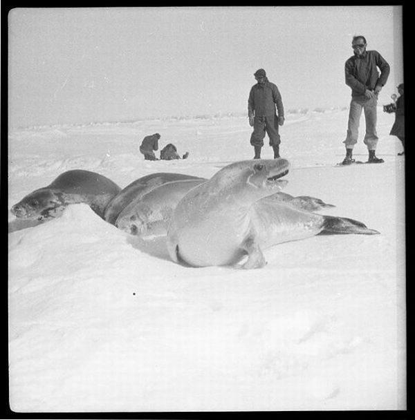 Arctic Expedition (25 pics)