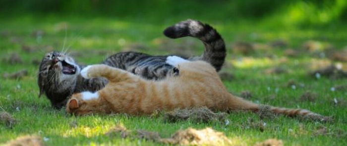 Cat Fight. Literally (59 pics)