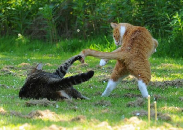 Cat Fight. Literally (59 pics)