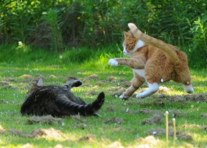 Cat Fight. Literally (59 pics)