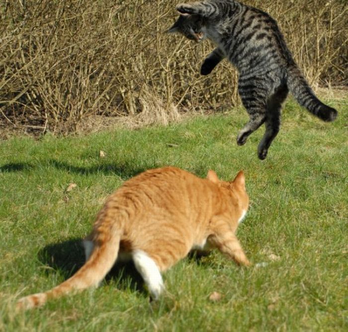 cats fighting