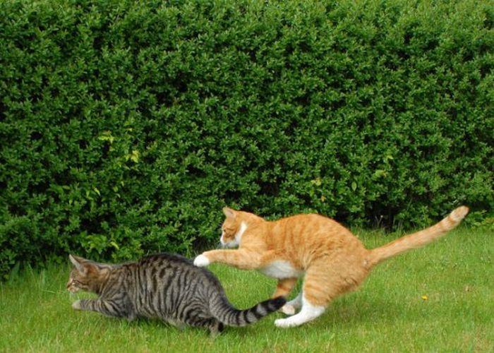 Cat Fight. Literally (59 pics)