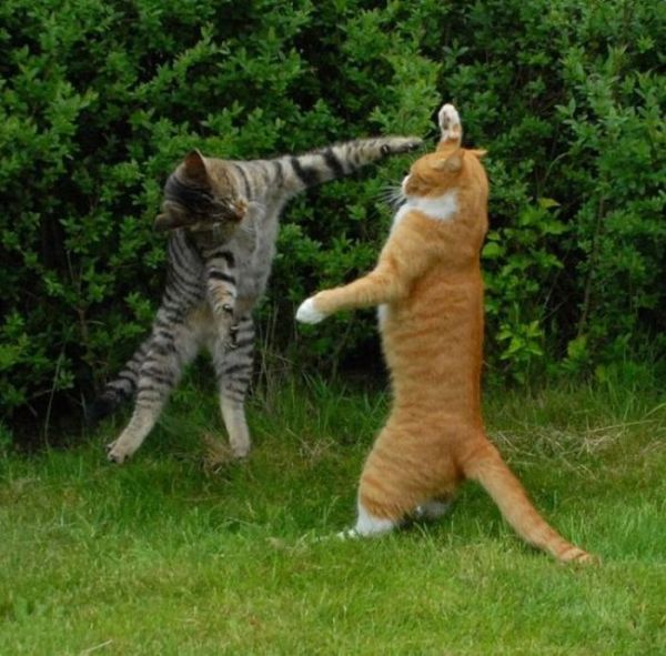 Cat Fight. Literally (59 pics)