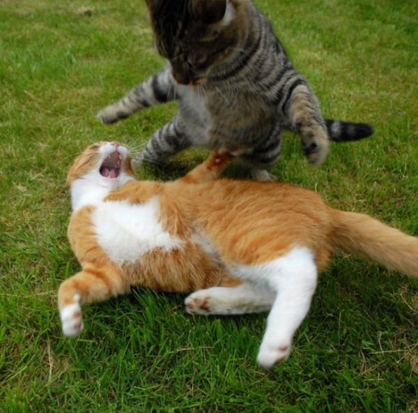 Cat Fight. Literally (59 pics)