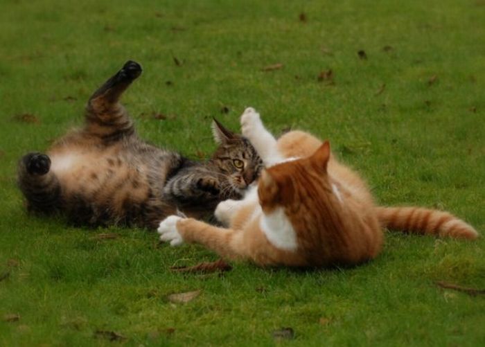 Cat Fight. Literally (59 pics)